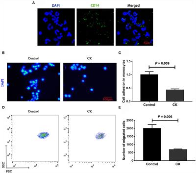 β-hydroxybutyrate impairs monocyte function via the ROS-NLR family pyrin domain-containing three inflammasome (NLRP3) pathway in ketotic cows